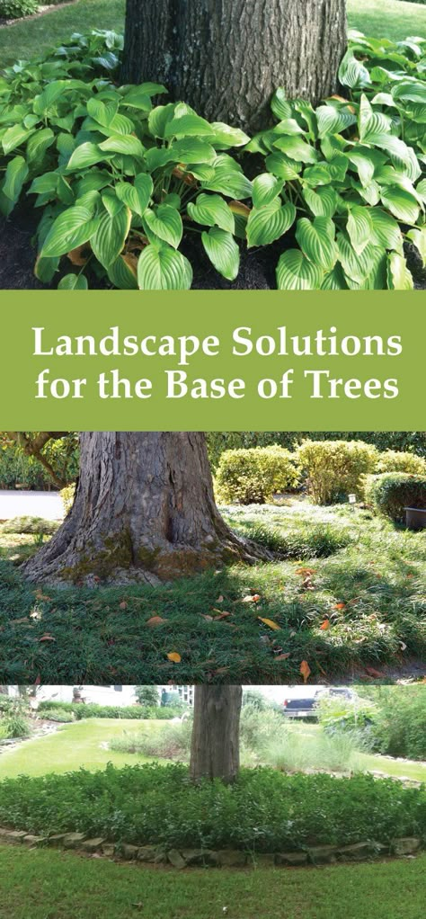 Planting Around Trees, Tree Landscaping, Landscaping Around Trees, Planting Plants, Landscaping Trees, Easy Landscaping, Landscaping Supplies, Outside Ideas, Landscape Designs