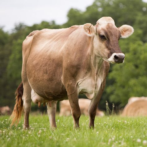 An Ode to the Most Beloved Cow: Holstein, Jersey or Brown Swiss — Half & Half Magazine Jersey Cattle, Swiss Cow, Ranch Animals, Breeds Of Cows, Cow Photography, Holstein Cow, Holstein Cows, Jersey Cow, Dairy Cattle