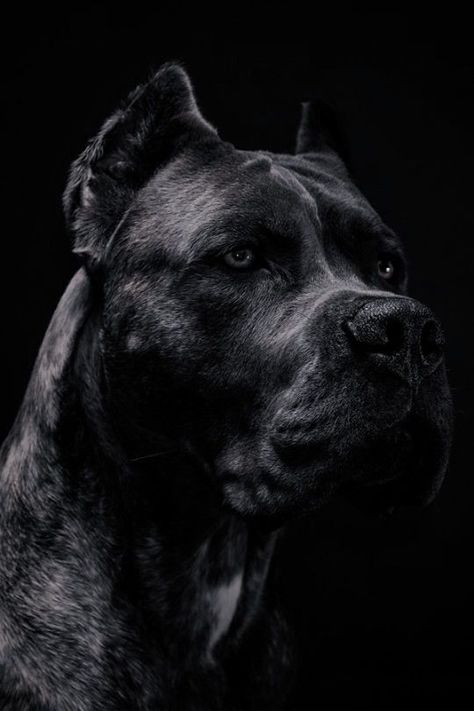 Chien Cane Corso, Regard Animal, Bully Breeds Dogs, Cane Corso Puppies, Cane Corso Dog, Corso Dog, Scary Dogs, Bully Dog, Baby Cow