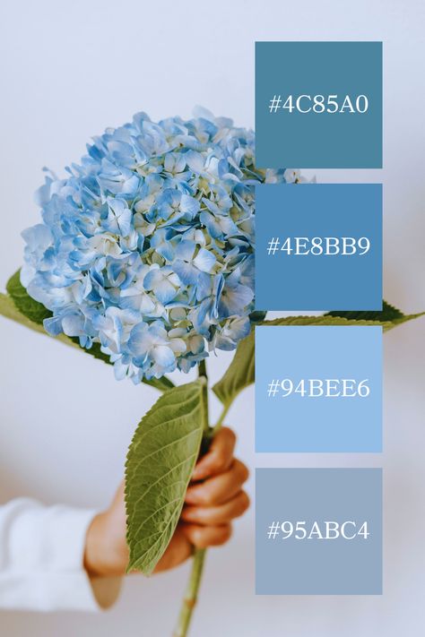 Pastel Blue Hydrangea: A delicate pastel blue palette of the hydrangea, with soft petals and lush green leaves, held gently against a light background. Hydrangea Color Palette, Color Scheme Generator, Hydrangea Colors, Blue Palette, Pastel Colour Palette, Color Palette Generator, Color Harmony, Blue Colour Palette, Blue Hydrangea