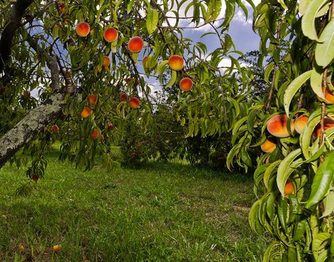 Fruit Farm Design, Orchard Aesthetic, Peach Orchard, Fruit Farm, The Outpost, Famous Gardens, Tuscan Villa, Peach Trees, Childhood Home