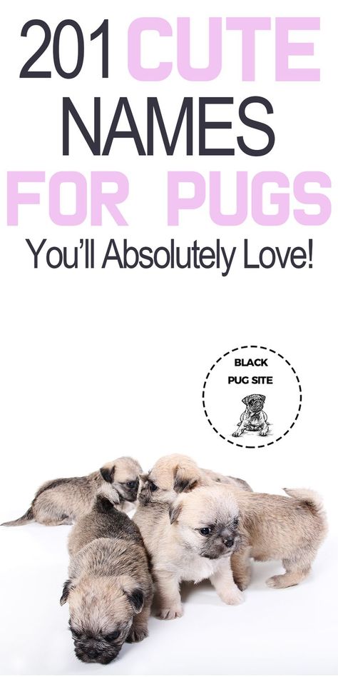 Check out this list of cute dog names you’ll love for your Puppy. Find dog names for girls, boys, food names, and even Disney names. Girl Pug Names, Puppies Names Female, Pug Facts, Puppies Names, Unique Dog Names, Cute Dog Names, Dog Name Ideas, Pug Names