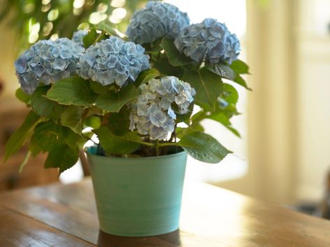 Hydrangea Types, Flower Garden Landscape, Grow Plants Indoors, Hydrangea Potted, Winter Container Gardening, Big Leaf Hydrangea, Bigleaf Hydrangea, Hydrangea Varieties, Preserved Hydrangea