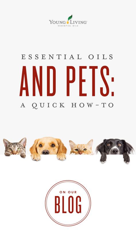 Young Living Pets, Essential Oils Safe For Dogs, Essential Oils Cats, Essential Oils Allergies, Essential Oils For Pets, Essential Oils For Dogs, Essential Oils Dogs, Essential Oil Hair Growth, Are Essential Oils Safe