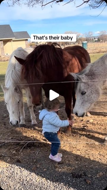 Horsen ®| Equestrian Community on Instagram: "The sweetest thing you will ever see 🐴♥️👶🏼 What do you think? 🥰 • // sunny.hetrick | tt" Horse Dance, Funny Horse Videos, Dancing Animals, Amazing Animal Pictures, The Sweetest Thing, Baby Horses, Animal Antics, Sweetest Thing