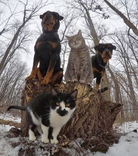 Animals That Look Like They’re About To Drop The Hottest Albums Ever Greatest Album Covers, Cat Selfie, Album Of The Year, Cat Wallpaper, Funny Animal Pictures, Animal Photo, 귀여운 동물, Cat Photo, Animals Friends