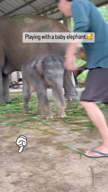 Baby Elephants Playing, Elephant World, Elephants Playing, Baby Elephants, Special Pictures, January 19, Wild Life, Baby Elephant