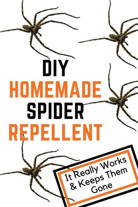 Spiders Repellent Diy, Spider Prevention, Spider Repellant, Outdoor Bug Repellent, Natural Spider Repellant, Spider Repellent, Homemade Bug Repellent, Spider Spray, Spider Killer