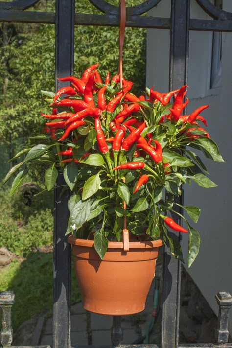 How to Grow Peppers in a Containercountryliving Chilli Plant, Tattoo Plant, نباتات منزلية, Small Vegetable Gardens, Indoor Vegetable Gardening, Pepper Plants, Gardening Vegetables, Garden Veggies, Home Vegetable Garden