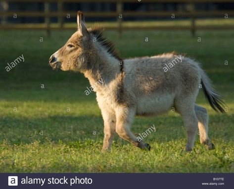 Download this stock image: Miniature Sicilian Donkey weanling running alone in open paddock - B107TE from Alamy's library of millions of high resolution stock photos, illustrations and vectors. Sicilian Donkey, Animal Poses, Horse Breeds, Donkeys, Dark Wallpaper, Card Art, Family Members, Photo Image, Vector Illustration