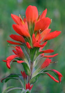 Indian Paintbrush is named from a Native American legend of a young brave who tried to use his warpaint to paint the sunset... he asked for guidance from the Great Spirit who gave him paintbrushes laden with the colors he so desired. With these, he painted his masterpiece and left the spent brushes in fields across the landscape. These brushes sprouted into the breathtaking Indian Paintbrush flowers! --Folklore re: man giving this flower to his one true love...Georganna Louise Indian Paintbrush Flowers, Indian Paintbrush, Arte Floral, Red Flower, Native Plants, Love Flowers, Pretty Flowers, Paint Brushes, Wyoming