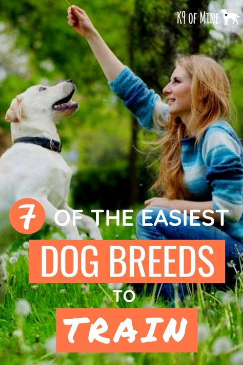 Learn which dog breeds are easiest to train! #dogs #dogtraining #dogbreeds #puppies #puppytraining Training A Puppy, Train Dogs, Puppy Obedience Training, Positive Dog Training, Easiest Dogs To Train, Basic Dog Training, Dog Business, House Training Dogs, Dog Training Advice