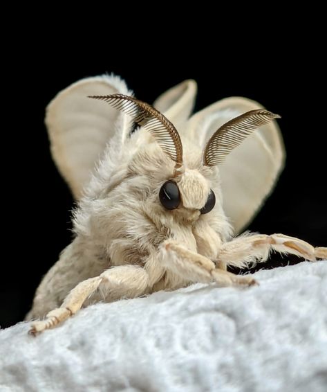 Venezuelan Poodle Moth Poodle Moth Aesthetic, Wooly Bear Moth, White Fluffy Moth, Moth Fluffy, Fuzzy Moth, Moth Face, Venezuelan Poodle Moth, Moths Aesthetic, Fluffy Moth