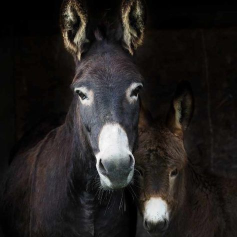 Donkey Spirit Animal Meaning, Spirit Animal Meaning, Animal Meanings, Power Animal, Work With Animals, The Donkey, Art Classroom, Spirit Animal, Spirituality