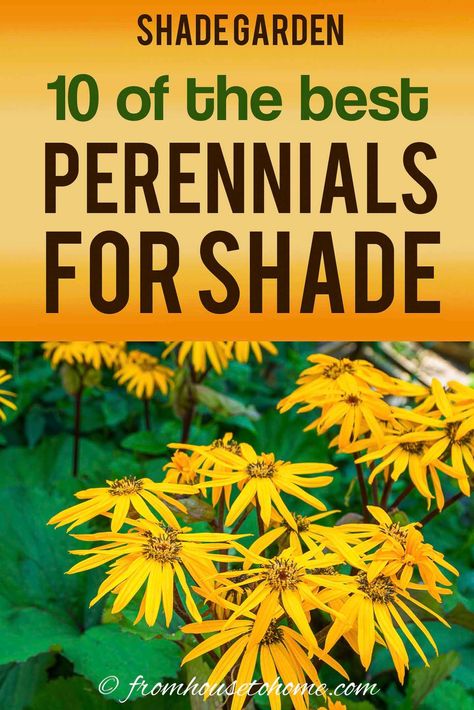 Shade Garden Perennials Zone 6, Shade Wildflowers Perennials, Wildflowers For Shade, Purple Shade Plants, Red Perennial Flowers, Shade Gardens Under Tree, Morning Sun Afternoon Shade Perennials, Zone 6 Shade Perennials, Perinals Flowers Beds Shade