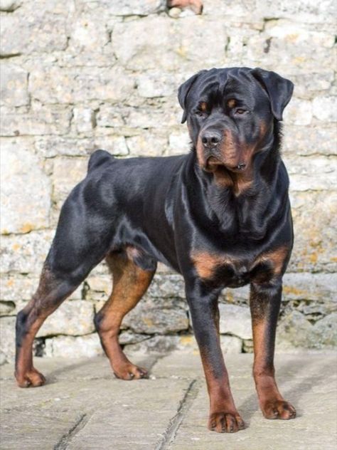 Handsome Rottweiler dog Best Guard Dog Breeds, Small Dog Tattoos, Guard Dog Breeds, Best Guard Dogs, Rottweiler Love, Big Dog Breeds, Guard Dog, Rottweiler Puppies, Rottweiler Dog