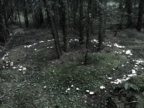 Natures circle Faerie Ring, Fairy Rings, Fae Aesthetic, Fairy Circle, Mushrooms Growing, Fairy Ring, Between Two Worlds, The Fae, Hakone