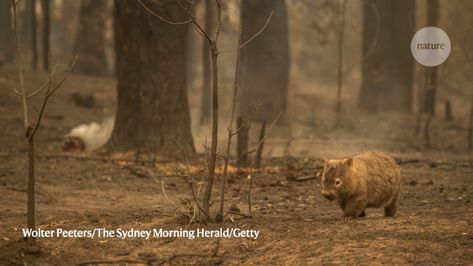 Out-of-control blazes have killed a billion wild animals. Those remaining will struggle to survive in a scorched landscape, Michael Clarke tells Nature. Wombat Pictures, Hollow Tree, Forest Habitat, Kings Island, Le Cri, Australia Animals, Migratory Birds, Animal Species, Bird Species