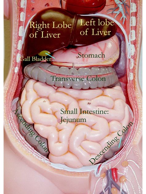 Medical Drawings, Basic Anatomy And Physiology, Medical Videos, Biology Facts, The Digestive System, Medical Student Study, Anatomy Models, Human Body Anatomy, Medical School Inspiration