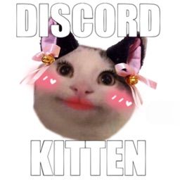 E Kitten Discord, Discord Mod Kitten Memes, Discord Kitten Pfp, Discord Moderator, Discord Kitten, No Offense, To My Best Friend, Basic Workout, Girly Shoes