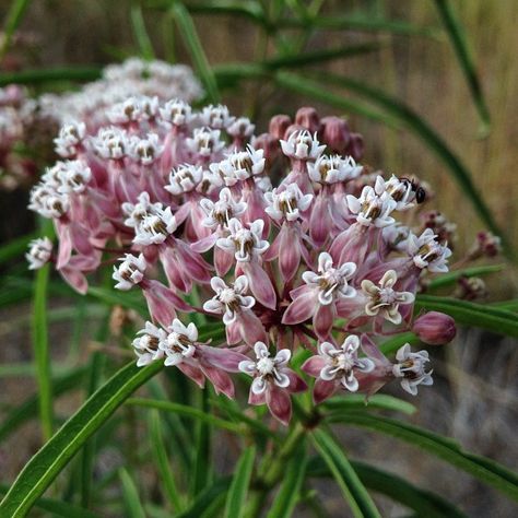 Blooming Now: Narrow-leaf Milkweed (Asclepias fascicularis) at the San Francisco Botanical Garden in California (U.S.) Sage Nursery, Native American Herbs, Drought Tolerant Perennials, Monarch Caterpillar, California Native Plants, Flower Cluster, Pollinator Garden, Plants For Sale, Tall Plants