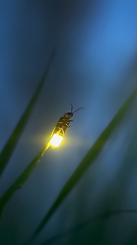 Firefly Wallpaper, Firefly Photography, Dino Tattoo, Lighting Bugs, Cute Bugs, Lightning Bugs, Firefly Art, Beetle Art, Clip Ideas