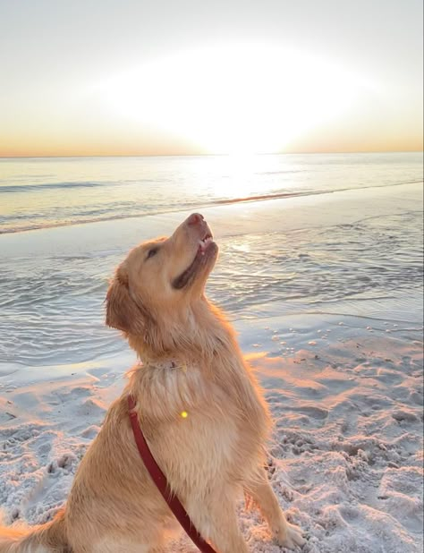 Golden Retriever Water, Golden Retriever Beach, Videos Of Dogs, Golden Puppies, Cute Dogs Images, Fun Adventures, Best Puppies, Really Cute Dogs