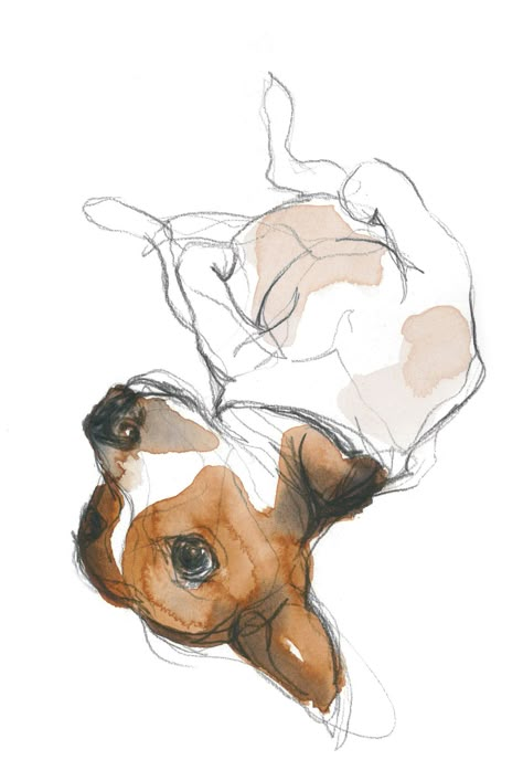 강아지 그림, Working Dog, Jack Russells, Collar Choker, Jack Russel, Watercolor Dog, Dog Illustration, Animal Sketches, Russell Terrier