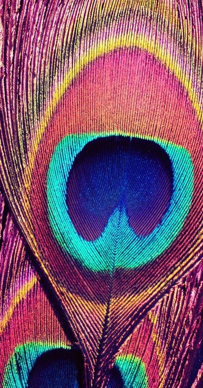 PEACOCK FEATHER Macro Fotografie, Photo Rose, Peacock Colors, Pink Peacock, Peacock Art, Peacock Print, Purple Walls, Feather Art, Birds Tattoo