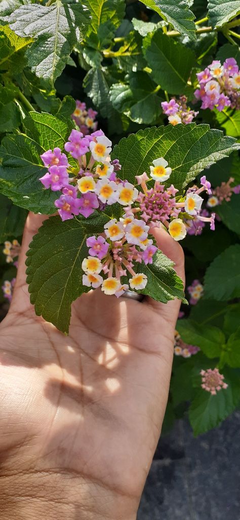 Flower Snapchat Story, Lantana Flower, World Of Flowers, Snapchat Story, Yellow And Purple, Breathtaking Beauty, Natural World, Colorful Flowers, Pink And Orange