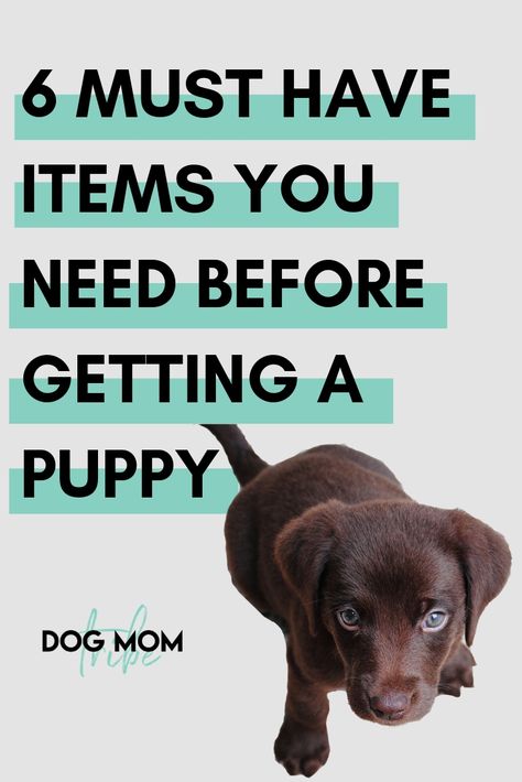 Puppy Items, New Puppy Checklist, Puppy Checklist, Puppy Time, Puppies Tips, Easiest Dogs To Train, Cesar Millan, Puppy Harness, Potty Training Puppy