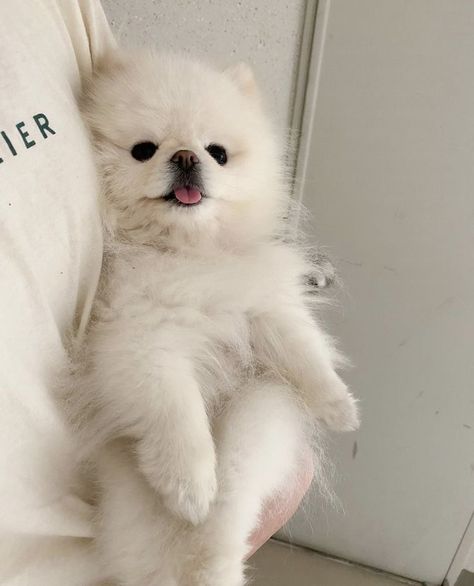 White Pomeranian Puppies, Cute White Dogs, White Pomeranian, Puppy Christmas, Dog Mommy, Very Cute Puppies, Cute Pomeranian, Aesthetic Dog, Cute Little Puppies