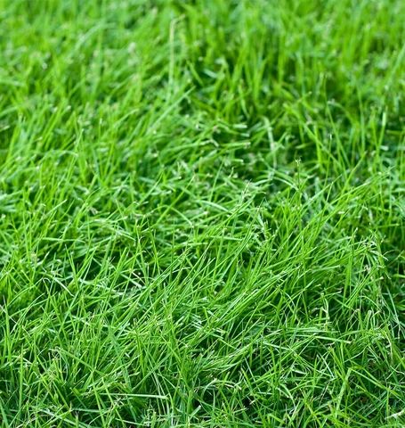 Eco-Friendly Lawn Alternatives in Vancouver - Vinca Landscape Drought Resistant Grass, Pnw Garden, Fescue Grass, Tall Fescue, Clover Seed, Patina Farm, Herb Garden Ideas, Lawn Care Business, Lawn Alternatives