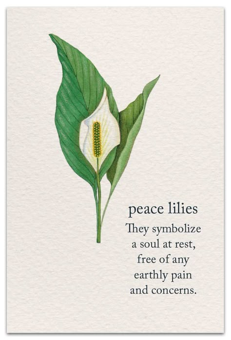 “Wishing you all the comfort this loving thought may bring” Lily Symbolism Meaning, Peace Lily Meaning, Flowers With Meaning Messages, Lily Quotes Flowers Words, Peace Lily Tattoo, Lily Symbolism, Condolences Flowers, Flowers With Meaning, Flowers Meanings