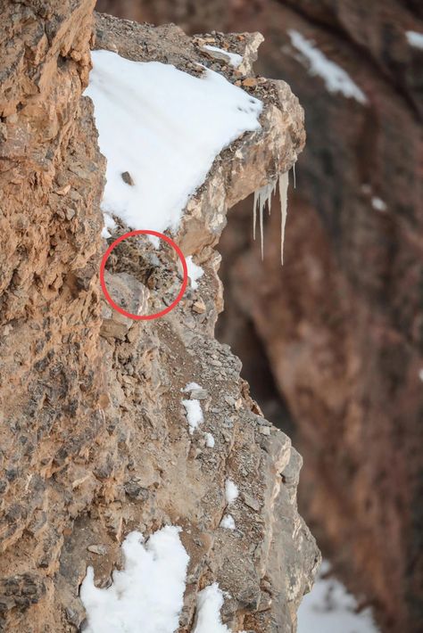 Snow Leopard perfectly camouflaged in mountain terrain baffles the internet Preschool Play, Himalayan Mountains, Wildlife Photographer, Rock Face, Aesthetic Life, The Himalayas, Snow Leopard, Big Cat, Flowering Trees