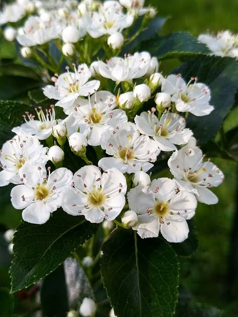 May birth flower: Lily of the Valley & Hawthorn - Growing Family Flower Tattoo Ankle, Butter Tattoo, Cover Ups Tattoo, Hawthorne Flower, Flower Lily Of The Valley, Bride Tattoo, Tattoo Sunflower, May Birth Flower, Tattooed Bride