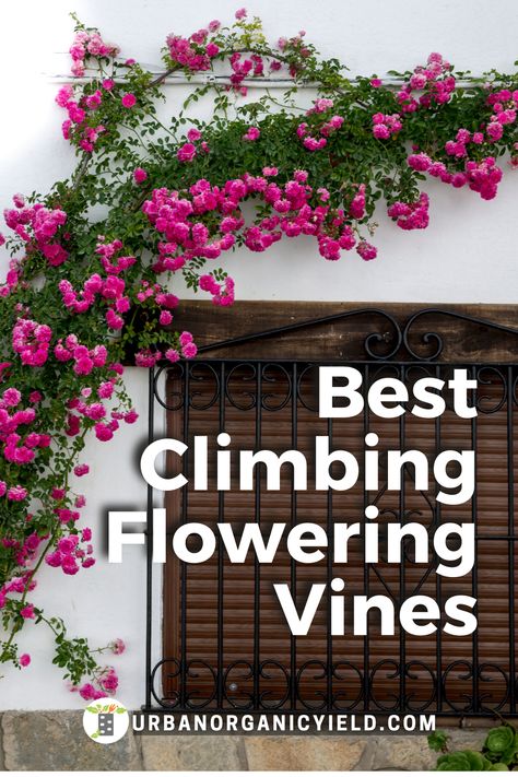 Grow Vines On Fence, Flower Creepers Climbing Vines, Vine On Fence Climbing, Flowers Growing On Fence, Flowers For Pergola, Flowers On House Wall Exterior, Plants That Grow Up Trellis, Plants That Vine Trellis, Vine Landscaping Ideas