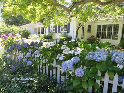 Picket Fence Landscaping, Corner Picket Fence Ideas, Hydrangea Fence Line, Blue House White Picket Fence, White Picket Fence With Hydrangeas, Flowers In Front Of Picket Fence, White Picket Fence Garden, White Picket Fence With Hedges, White Picket Fence With Flowers