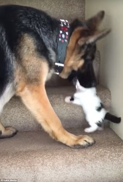 The dog, named Tennyson, at first climbed a few stairs on his own, with the fluffy feline, known as Moo, following him. Tennyson eventually grabbed onto Moo Animals Friendship, Dog Help, Cute Funny Dogs, Funny Dog Videos, Cute Wild Animals, Cute Animal Videos, Funny Cute Cats, German Shepherds, Funny Animal Pictures