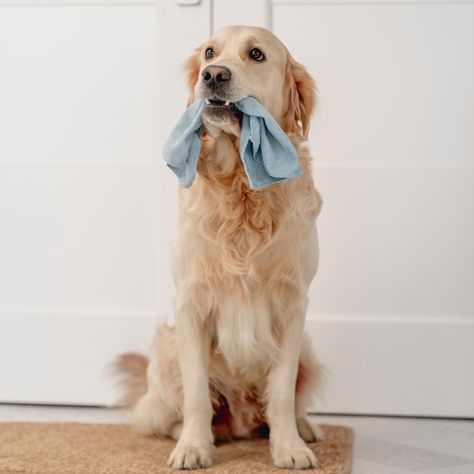 Non Toxic Cleaning Products, Pet Friendly Flooring, Non Toxic Cleaning, Pet Shed, Toilet Bowl Cleaners, Wood Floor Cleaner, Laundry Stain Remover, Mildew Remover, Cleaning Pet Hair