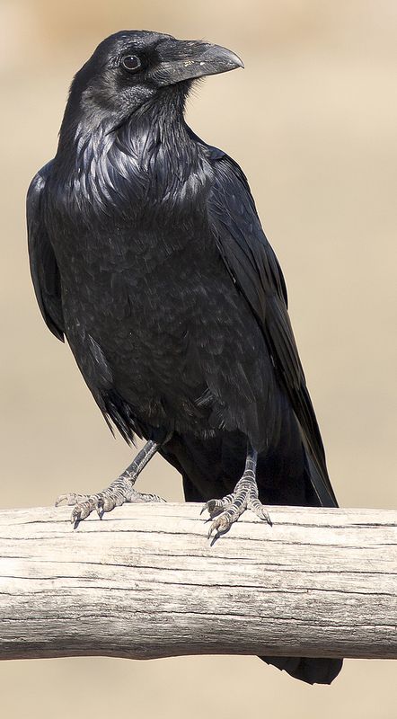 Crow | by xeno_sapien Crow Pictures, Crows Drawing, معرض فني, Petrified Forest National Park, Raven Bird, Crows And Ravens, Crow Bird, Crow Art, Jackdaw