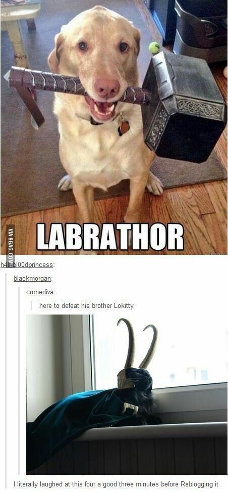 Katt Grejer, Funny Marvel Memes, Dc Memes, Avengers Memes, Funny Animal Jokes, Marvel Jokes, Avengers Funny, Funny Animal Memes, Marvel Funny