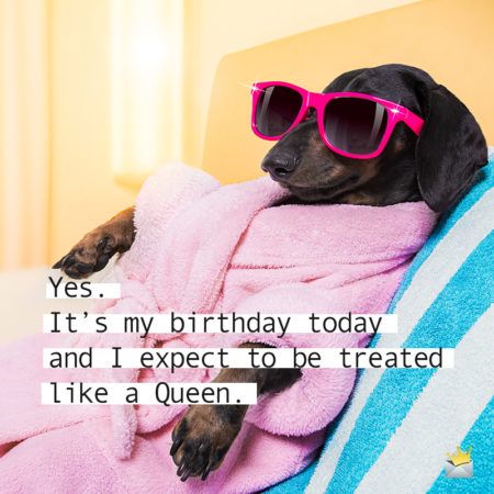 Birthday Wishes For Self, Dog Birthday Quotes, Dog Captions, Birthday To Me Quotes, Happy 22nd Birthday, Very Funny Images, Happy Birthday To Me Quotes, 100 Birthday, Funny Happy Birthday Wishes