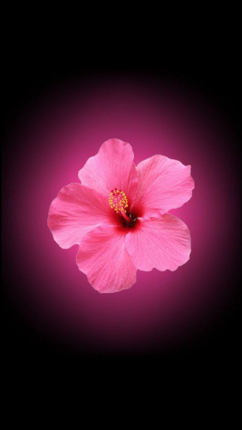 Hibiscus Flower Wallpaper Aesthetic, Flower Lockscreen, Black Flowers Wallpaper, Iphone Wallpaper Violet, Black And Purple Wallpaper, Flowers Black Background, Pretty Wallpaper Ipad, Flower Background Iphone, Purple Flowers Wallpaper