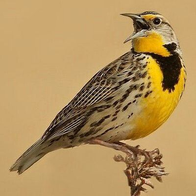 Western Meadowlark Western Meadowlark, Portraits Watercolor, Wild Birds Photography, Painting Indian, Bird Template, Bird Watercolor, Owl Tattoo Design, Paintings Watercolor, State Birds