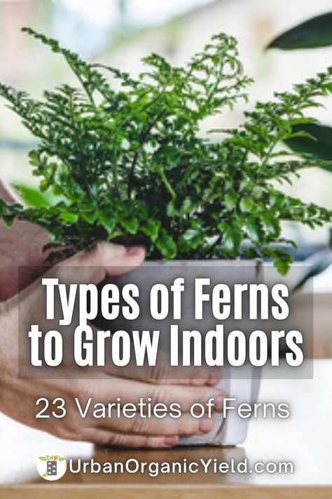 Fern Indoor Plant Decor, Growing Ferns Indoors, Low Light Ferns House Plants, Fern Varieties Indoor, Types Of Ferns Indoor, Caring For Ferns Outdoors, Indoor Fern Decor, How To Care For Ferns Indoors, Hanging Ferns Indoors