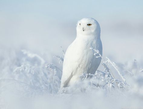 https://www.flickr.com/photos/144489831@N02/31536616797/in/photostream/ Owl Photography, White Crow, Snow Owl, Owl Pet, Owl Pictures, Black Hawk, White Owl, Snowy Owl, Baby Owls