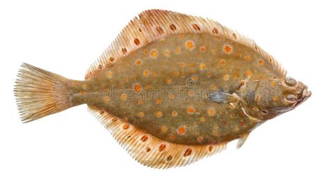 Plaice Fish Isolated on White Background. Fresh Flounder Stock Photo - Image of flatfish, fish: 196481516 Underwater Cartoon, Fish Sketch, Flounder Fishing, Flat Fish, Plant Insects, Sketch Icon, Drawn Fish, Fishing Photos, Fish Feed