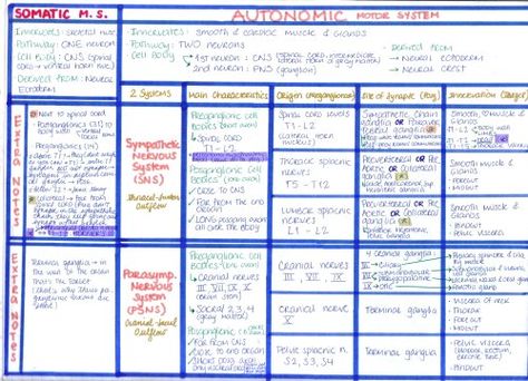 Autonomic Nervous System Pharmacology, Nervous System Notes, Antibiotics Pharmacology, Nervous System Anatomy, Nursing Work, Usmle Step 1, Nursing 101, Blood Disorders, Medicinal Chemistry