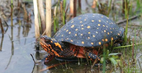 Yellow Bellied Slider, Kuda Nil, Turtles For Sale, Spotted Turtle, River Turtle, Freshwater Turtles, I Like Turtles, Small Turtles, Aquatic Turtles